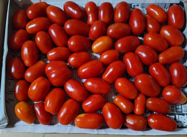 訳あり品 甘みがギュッと詰まったミニトマトのアンジェレ 箱込み1.3kg