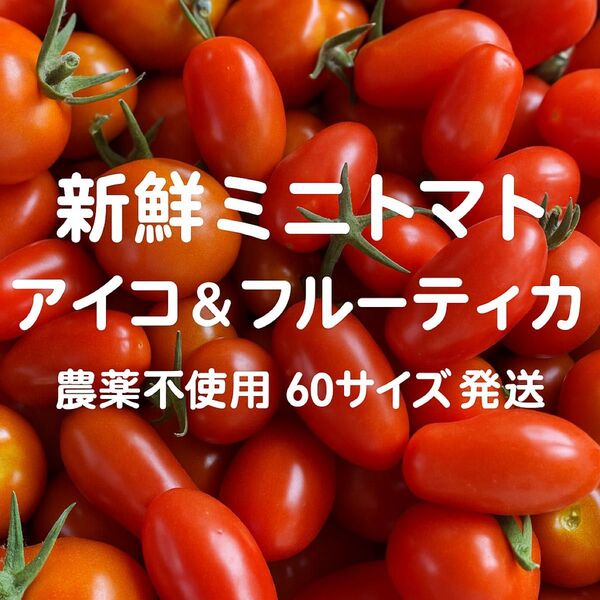 新鮮ミニトマトアイコ&フルーティカ食べ比べセット常温便兵庫県産60サイズ農薬不使用除草剤不使用ミニトマト