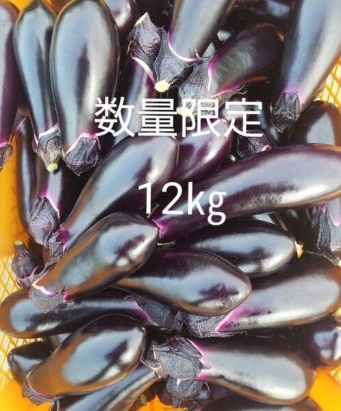 数量 限定 茄子 なす 100本程 訳あり B級品 箱別12キロ以上