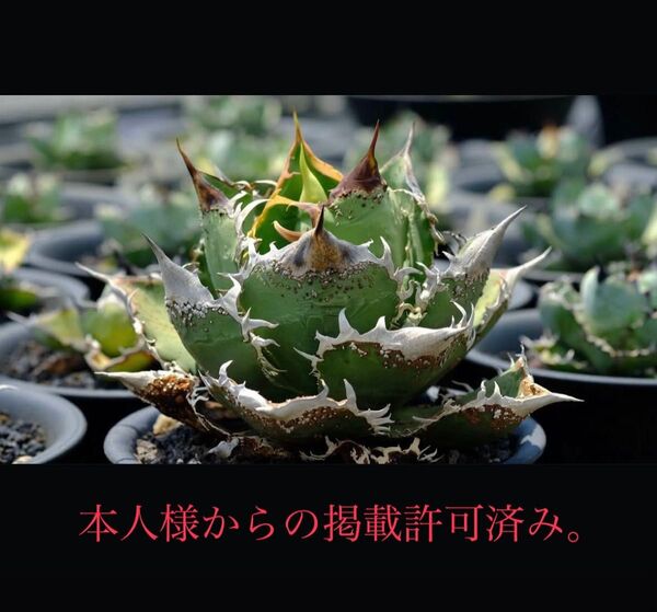 Berlin産 麻花龍 子株 (検 チタノタ アガベ 皇冠 オテロイ Agave ブツブツ titanota 台湾株 清櫻