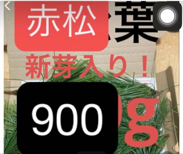 無農薬赤松の葉 野菜 岡山県産 即日発送 即購入可能