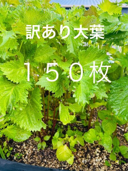 【ネコポス】訳あり大葉150枚