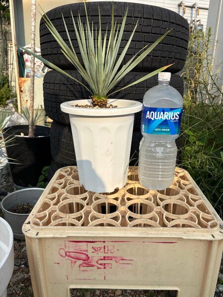ユッカ ロストラータ Yucca Rostrata