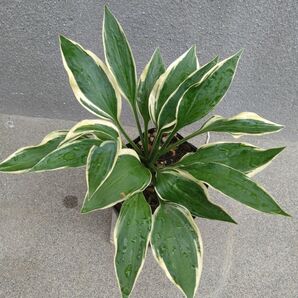 擬宝珠 ギボシ (ワンポット株)