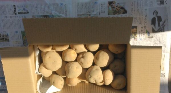 新じゃがいも(男爵)5キロ農薬不使用