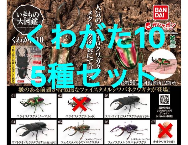 【5種セット】 くわがた10 いきもの大図鑑 クワガタ くわがた10