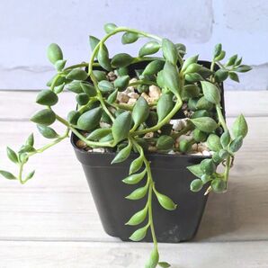 多肉植物 ピーチネックレス