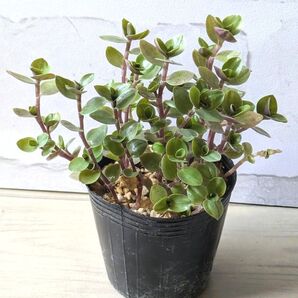 多肉植物 桜色カリシア