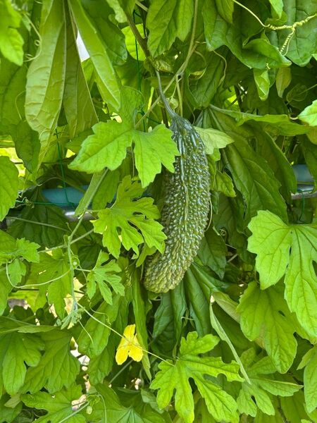 野菜セット 野菜詰め合わせ 野菜 ゴーヤ ししとう