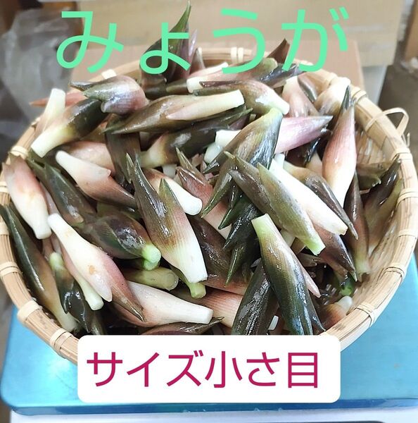 みょうが サイズ小さ目500g 完熟牛糞堆肥栽培 鮮度保持袋入り 常温発送