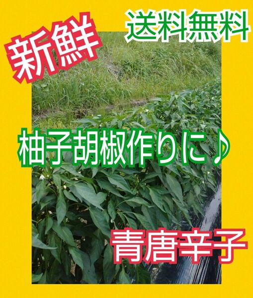 旬の柚子胡椒作りに♪【大分県産】青唐辛子500㌘