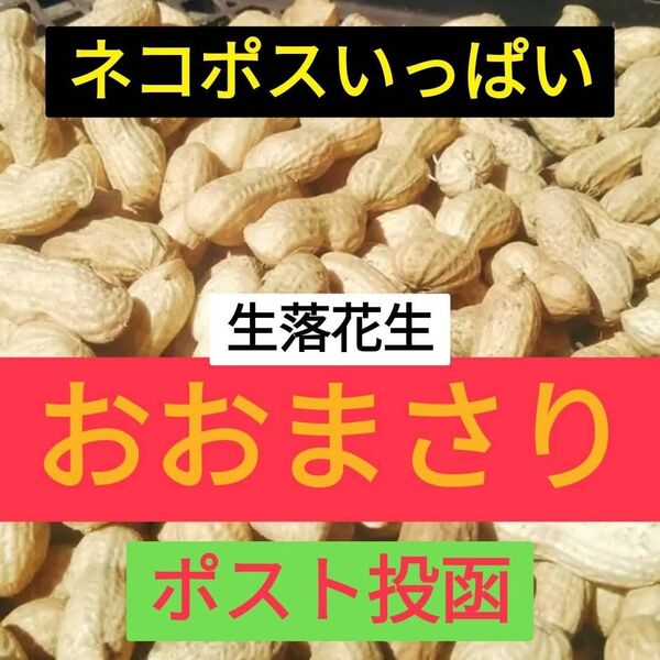 500g【おおまさり】生落花生 新物 本場千葉県産(農家直送) ※箱込み 811③