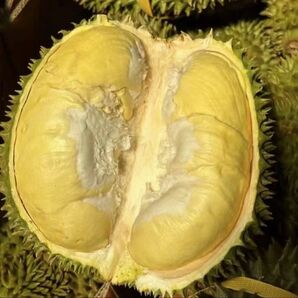 2.5kg-3kg タイ産新鮮ドリアン 榴蓮 いい状態