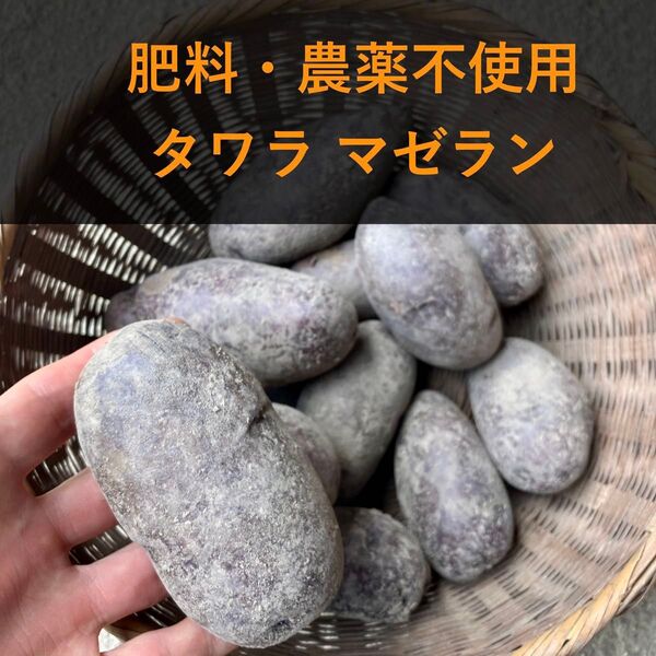 農薬・肥料不使用 タワラマゼラン 種芋にも◎