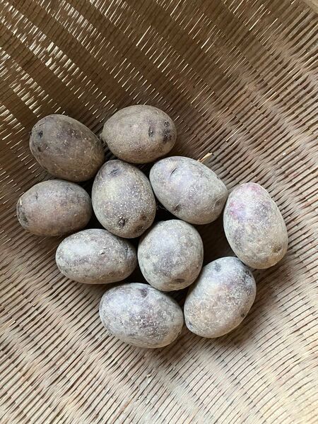 農薬・肥料不使用 タワラマゼラン 種芋にも◎