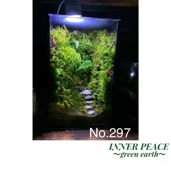 No.297 苔アート 苔テラリウム 完成品
