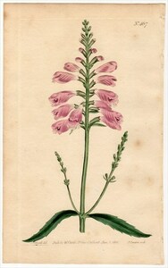 1800年 手彩色 銅版画 Curtis Botanical Magazine no.467 シソ科 ハナトラノオ属 ハナトラノオ DRACOCEPHALUM VIRGINIANUM