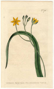 1804年 手彩色 銅版画 Curtis Botanical Magazine no.711 キンバイザサ科 コキンバイザサ属 HYPOXIS SOBOLIFERA