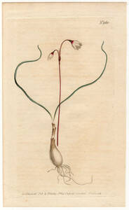 1806年 手彩色 銅版画 Curtis Botanical Magazine no.960 ヒガンバナ科 アキザキスノーフレーク属 LEUCOJUM AUTUMNALE
