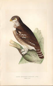 1866年 Bree ヨーロッパの鳥類史 手彩色 木版画 フクロウ科 スズメフクロウ属 スズメフクロウ LEAST EUROPEAN SPARROW OWL 博物画