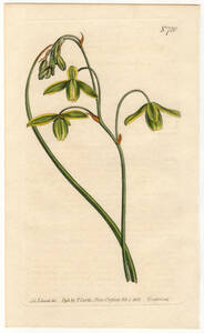 1804年 手彩色 銅版画 Curtis Botanical Magazine no.720 キジカクシ科 アルブカ属 ALBUCA MINOR