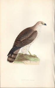 1866 year Bree Europe. birds history hand coloring woodblock print taka.chuuhiwasi.chuuhiwasiSHORT-TOED EAGLE. thing .