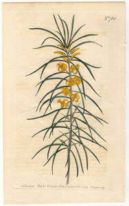 1804年 手彩色 銅版画 Curtis Botanical Magazine no.760 ヤマモガシ科 ペルソオニア属 PERSOONIA LINEARIS