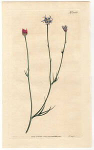 1810年 手彩色 銅版画 Curtis Botanical Magazine no.1266 キンポウゲ科 ガリデラ属 GARIDELLA NIGELLASTRUM