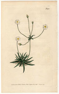 1806年 手彩色 銅版画 Curtis Botanical Magazine no.981 サクラソウ科 トチナイソウ属 ANDROSACE LACTEA