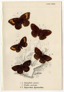1896年 Sharpe ロイド博物誌 蝶類 Pl.33 タテハチョウ科 ユルティナマキバジャノメ マウンテン・リングレット リングレット 博物画