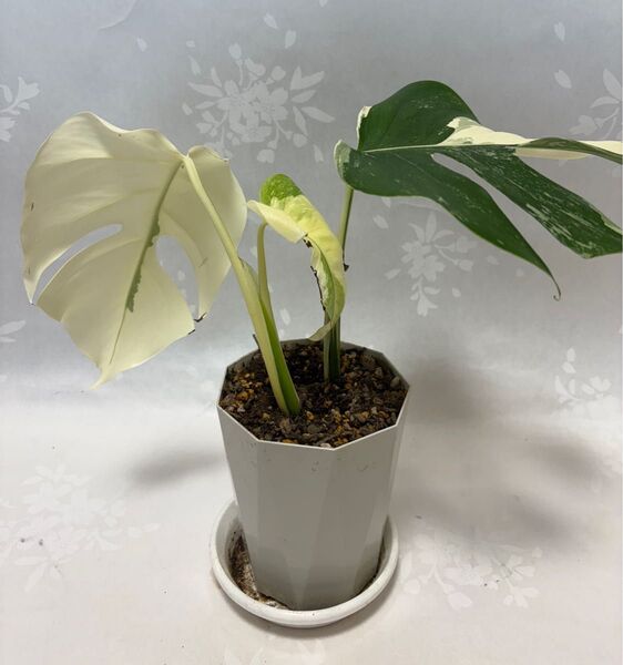 斑入りモンステラ ボルシギアナ 抜き苗1株 観葉植物