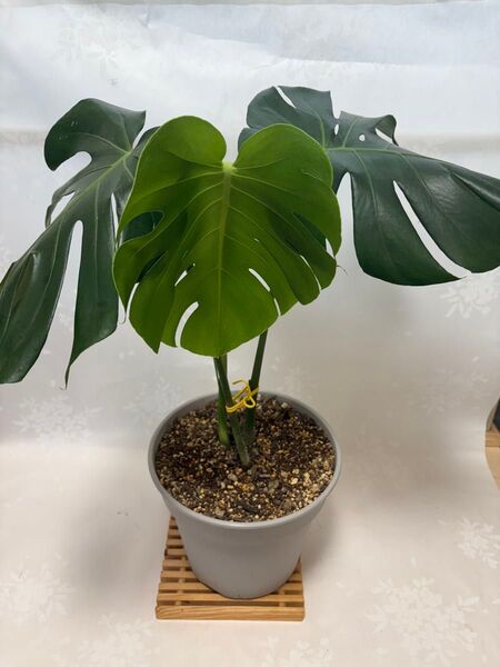 人気★ 観葉植物 #モンステラ大型タイプ ★抜き苗★