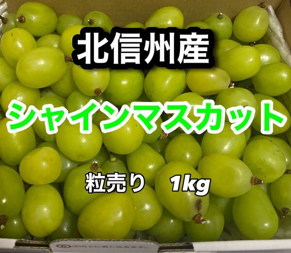 長野県産 訳あり シャインマスカット 粒売り 1kg