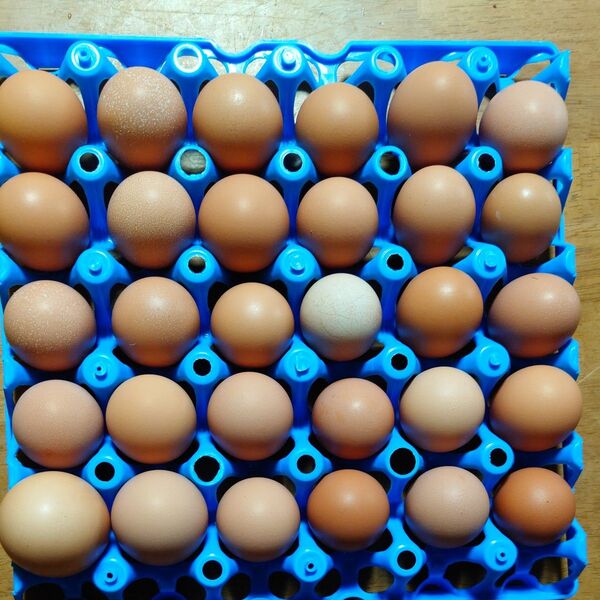平飼い有精卵採れたて新鮮赤卵30個