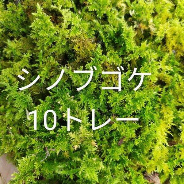 シノブゴケ 10トレー 苔テラリウム コケ 苔 苔玉 天然 無農薬
