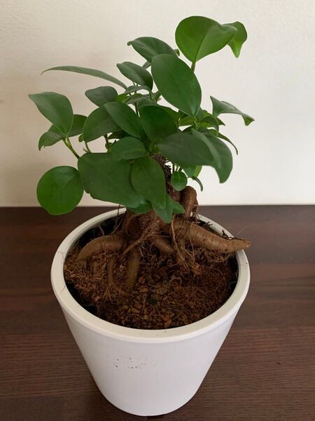 人気観葉植物 ミニガジュマル (多幸の木) 鉢ごと発送