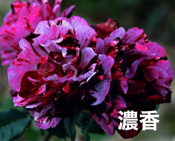 希少濃香バラ苗 濃い絞り 四季咲き