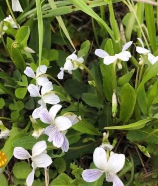 山野草すみれ安心無農薬根付き苗