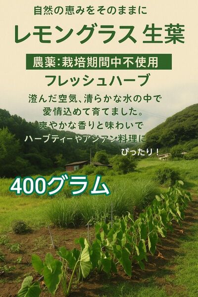 【7】レモングラス 生葉 400gほど ハーブ 農薬:栽培期間中不使用 オーガニック 無農薬