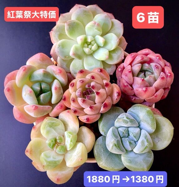紅葉祭大特価★6苗1380円★韓国苗★菊の香、芝桜、桜プリン、水蜜桃、桜白桃等★レア種★可愛い紅葉超美苗★多肉植物★エケベリア