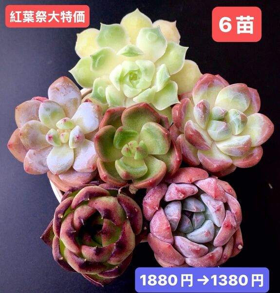 紅葉祭大特価★6苗1380円★韓国苗★メキシコティアーズ、ミルクピーチ、桜プリン等★レア種★可愛い紅葉超美苗★多肉植物★エケベリア