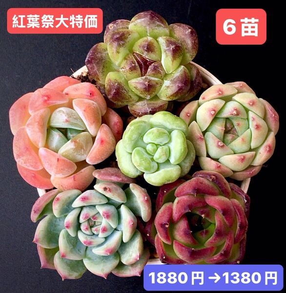 紅葉祭大特価★6苗1380円★韓国苗★紫水晶、ピンクピーチ、葡萄、AKマリア等★レア種★可愛い紅葉超美苗★多肉植物★エケベリア