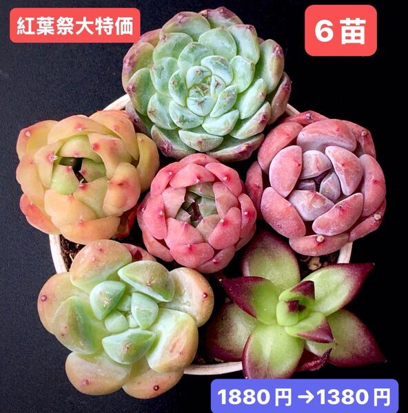 紅葉祭大特価★6苗1380円★韓国苗★キャンディハート、黄薔薇、芝桜、チ-ズボール等★レア種★可愛紅葉超美苗★多肉植物★エケベリア