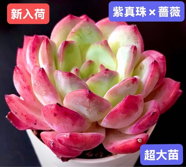 新入荷★韓国苗★紫真珠×薔薇★レア種★可愛い紅葉超大苗★超美苗★多肉植物★エケベリア