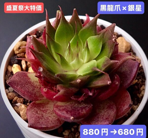 盛夏祭大特価★新入荷★韓国苗★黒龍爪×銀星★可愛い紅葉大苗★超美苗★多肉植物★エケベリア