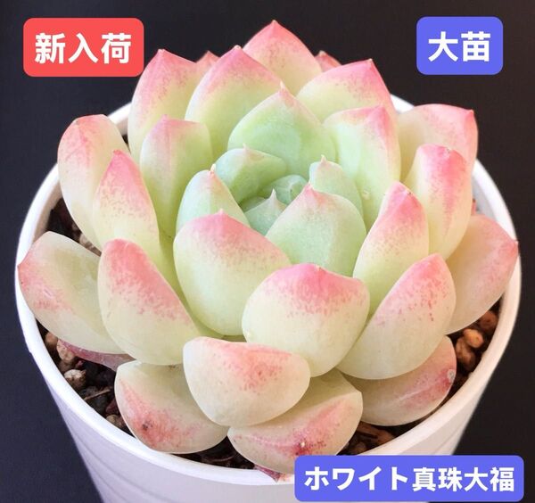 新入荷★韓国苗★ホワイト真珠大福★レア種★可愛い紅葉大苗★超美苗★多肉植物★エケベリア