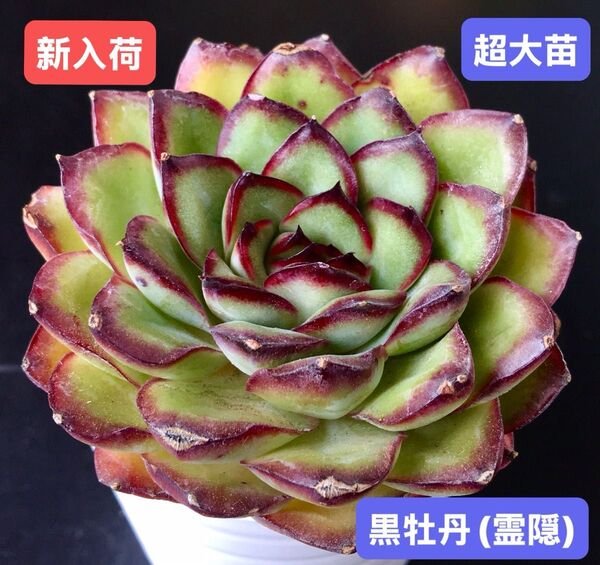 新入荷★韓国苗★黒牡丹(霊隠)★レア種★可愛い紅葉超大苗★超美苗★多肉植物★エケベリア
