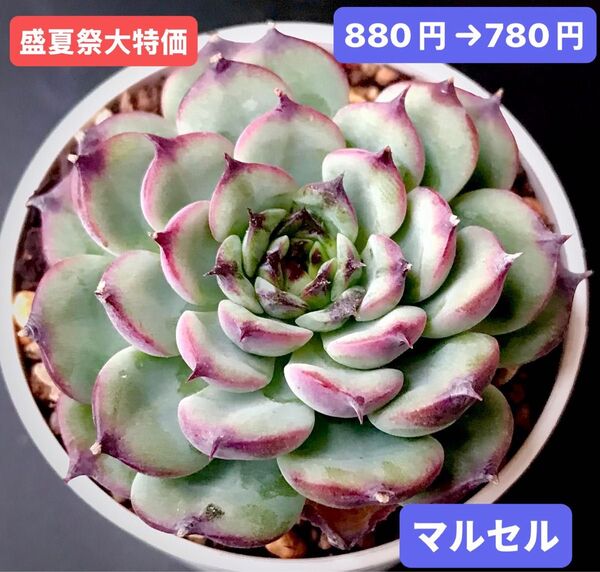 盛夏祭大特価★新入荷★韓国苗★マルセル★可愛い紅葉大苗★超美苗★多肉植物★エケベリア