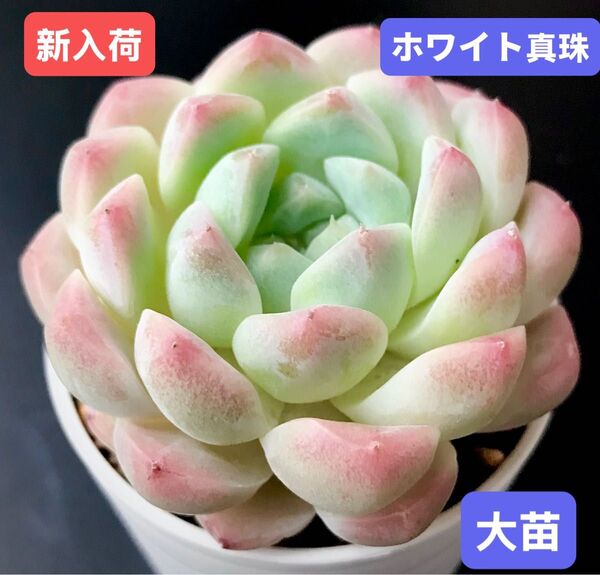 新入荷★韓国苗★ホワイト真珠★レア種★可愛い紅葉大苗★超美苗★多肉植物★エケベリア