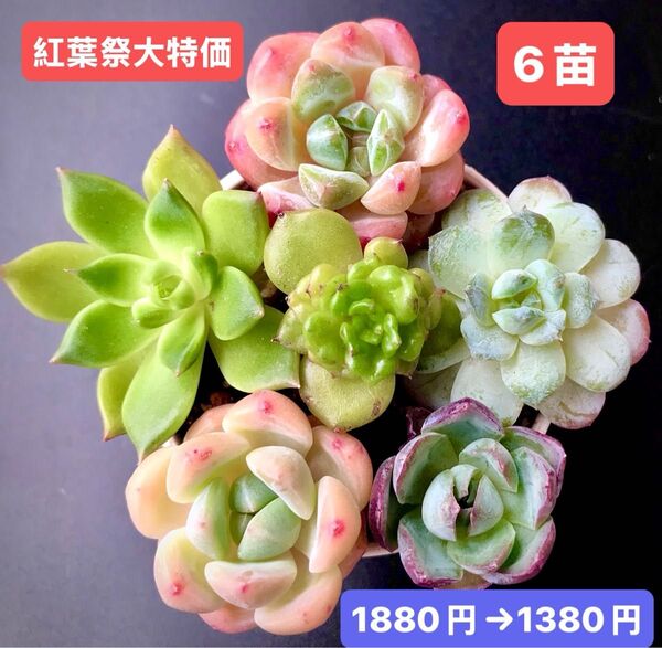 紅葉祭大特価★6苗1380円★韓国苗★真珠美人、雪顔、エボニーhyb、桜プリン等★レア種★可愛い紅葉超美苗★多肉植物★エケベリア